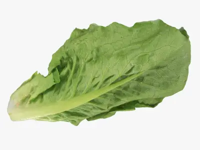  Romaine Lettuce Collection 