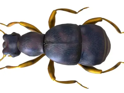 Pselaphid beetle Free low-poly 3D model