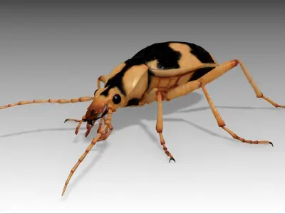 Bombardier Beetle Low-poly 3D model