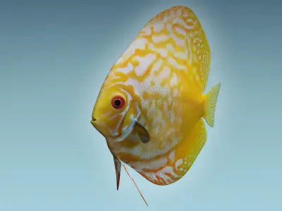 Discus Fish 8 3D model