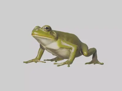 Indian Bullfrog croaking model Low-poly 3D model