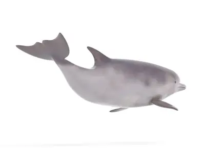 Dolphin toy 3D model