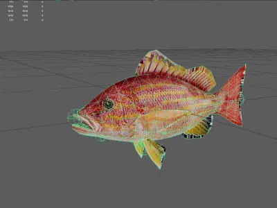 Snapper Low-poly 3D model 14