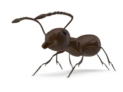 Ant Model chocolate 3D model