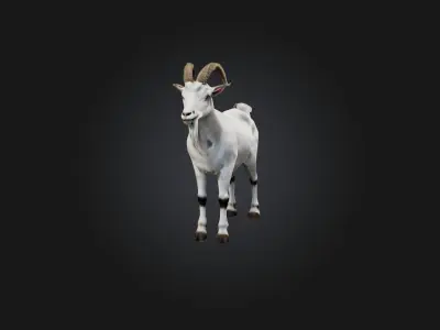 Realistic Goat Model Low-poly 3D model