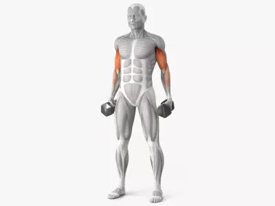 Male Muscular System Anatomy Biceps Curls 3D model purchase