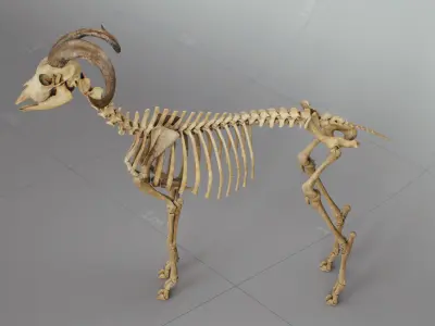 Goat Skeleton 3D model purchase