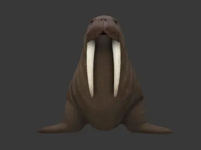 Odobenus rosmarus Low-poly 3D model