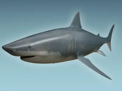 Great White Shark 3D model 7