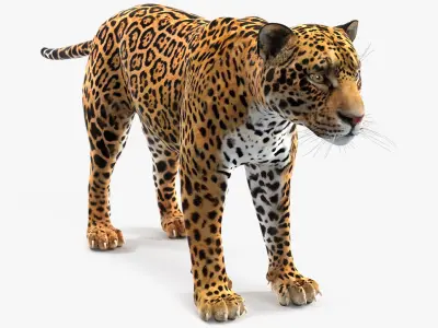 Jaguar 3D model purchase