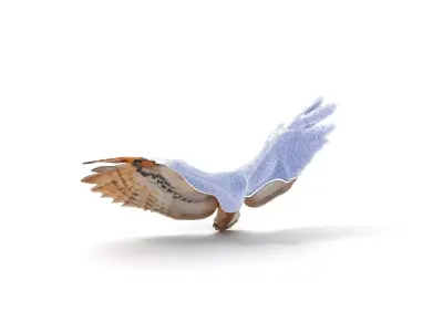 Majestic Owl Flight model pack Low-poly 3D model