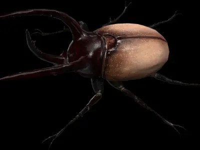 Rhino Beetle Fighting  Low-poly 3D model