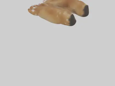 Dog Paws Low-poly 3D model