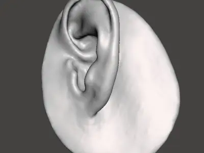 Real human ear anatomy  3D print model