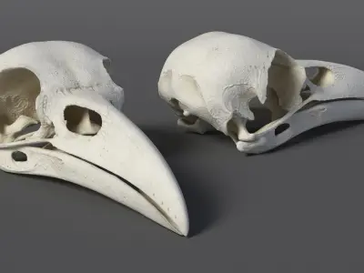  Crow Raven Skull Anatomy Model Clean 