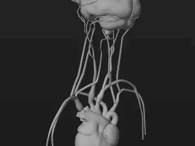 Cerebral Blood Flow Animation Low-poly 3D model