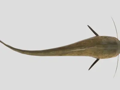 Catfish Realistic Animated Low-poly 3D model