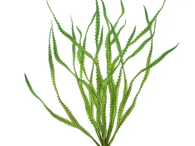 Crinum calamistratum 3D model