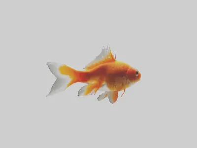Goldfish swimming in tank model Low-poly 3D model