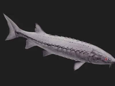Sturgeon Low-poly 3D model purchase
