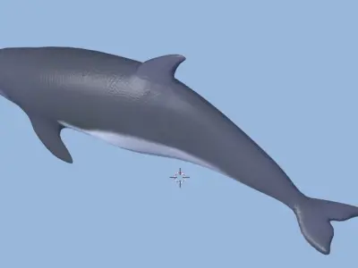 dolphin lowpoly 3D model
