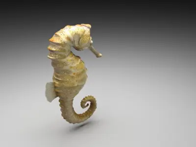 Seahorse 3D model buy