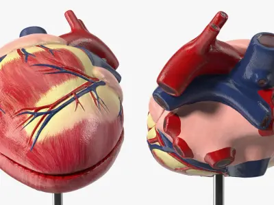  Canine Heart Anatomy Model On Stand 