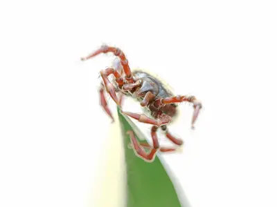 Tick On Grass Animated 3D model