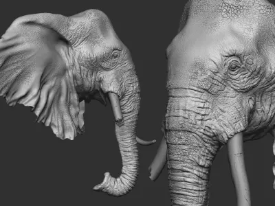 Elephant Head Free 3D model