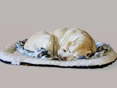 Sleeping dog 3D model