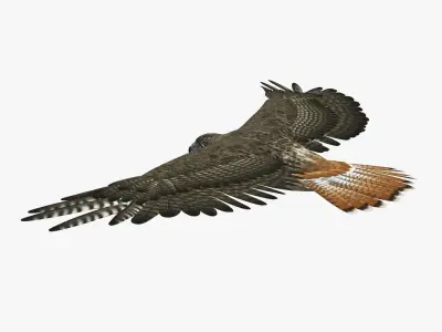 Hawk (ANIMATED) 