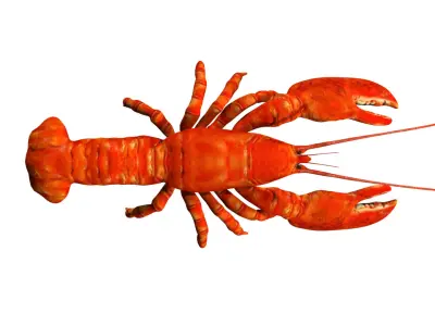 Lobstet lobster Low-poly 3D model