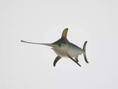 Swordfish 3D model buy
