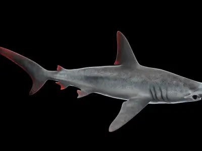 Hammerhead Shark Low-poly 3D model buy