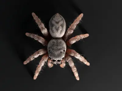 Jumping Spider Low-poly 3D model get