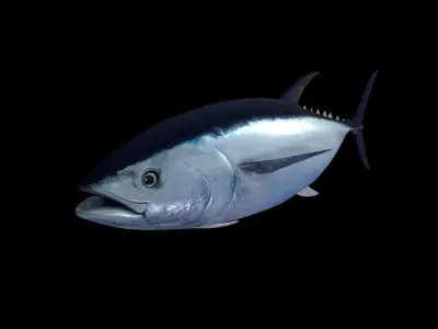 Tuna fish Low-poly 3D model 3