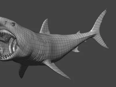 Great White Shark Model 3D model