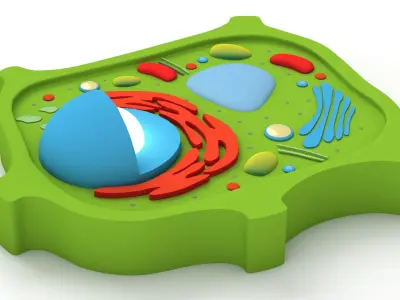 Plant Cell v4 3D model
