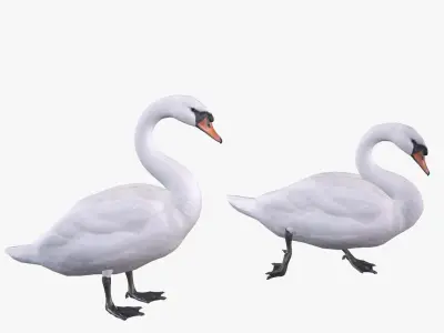 Mute Swan  purchase 3D model