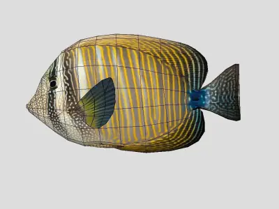 Zebrasoma desjardinii Realistic Animated Low-poly 3D model
