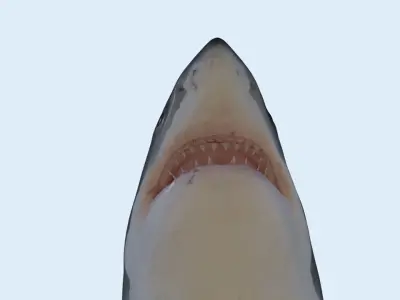 Great white shark rigged and animated for Cinema 4d  Low-poly 3D model