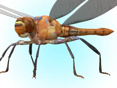 Dragonfly 3D model purchase