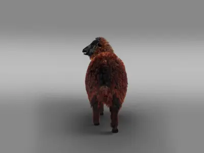 Fur Black Sheep Rigged in Blender Low-poly 3D model