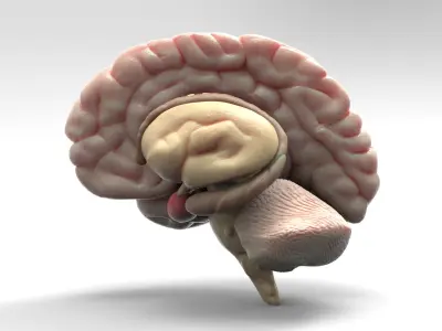 Brain 3D model