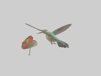 Common Hummingbird hovering model 3D model