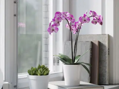  Orchid Plant Model, Pink  buy