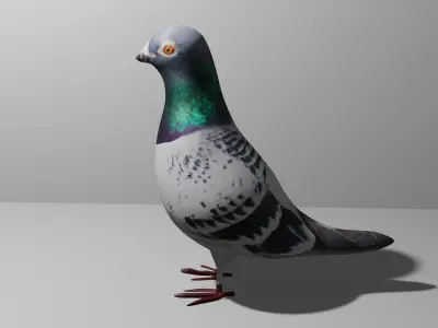 Pigeon Obj and Blend Low-poly 3D model