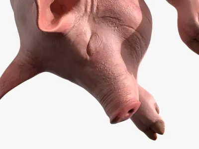 Slaughtered Pig Carcass Hanging for Blender 3D model