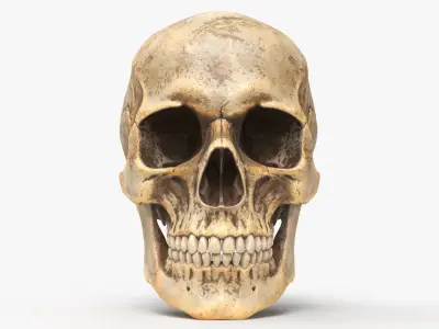 Human Skull Dirty 3D model