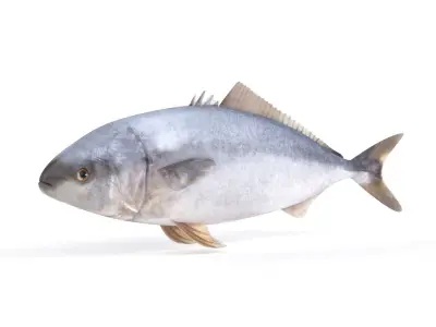 Tuna Fish 3D model purchase